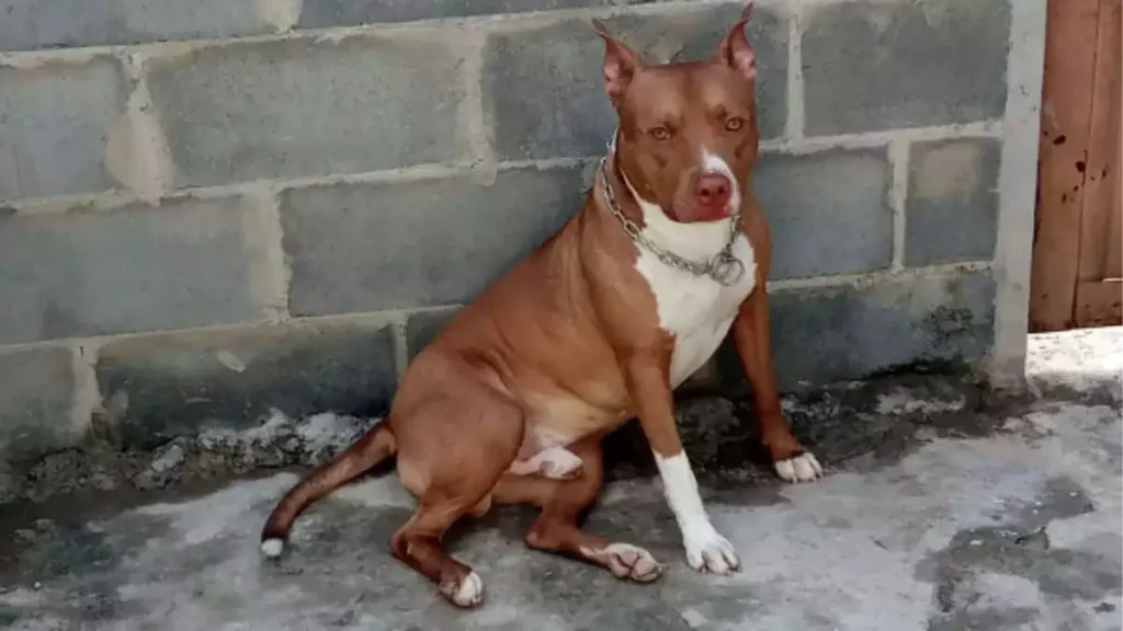 Homem é condenado a 4 anos de prisão em Nova Odessa por matar cachorro a facadas