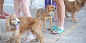 Hortolândia recebe Feira de Adoção Pet neste sábado a partir das 10h